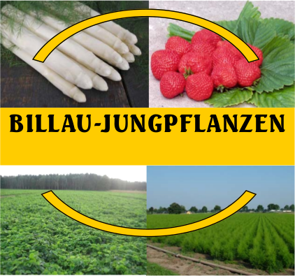 Jungpflanzenanzucht Dr. Willi und Marita Billau Logo Jungpflanzenanzucht Dr. Willi und Marita Billau